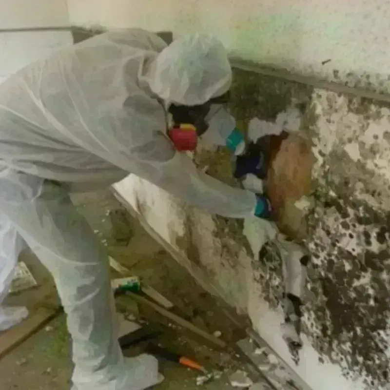 Mold Remediation and Removal in Meriden, CT